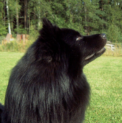 NORDUV-02 SUCH FINUCH Herding Instinct's Adjak, Swedish lapphund