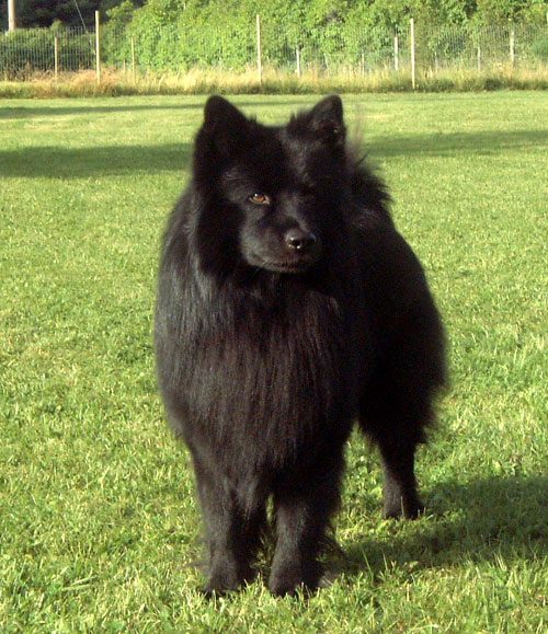 NORDUV-02 SUCH FINUCH Herding Instinct's Adjak, Swedish lapphund