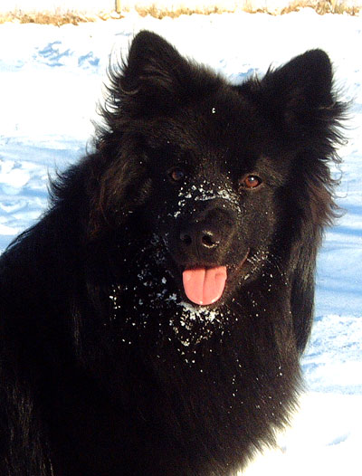 Svensk Lapphund, Herding Instinct's Boazu Busig