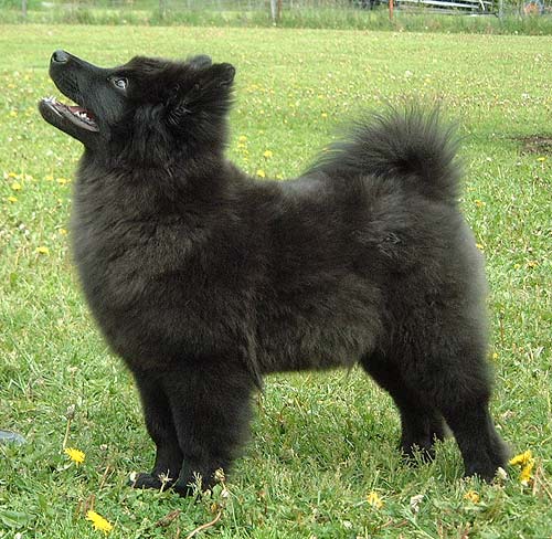 Herding Instinct's Boazu Busig 3 mnader