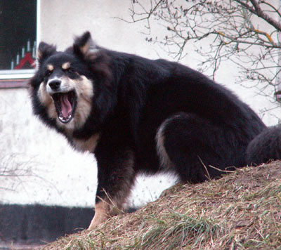 Girongårdens Pärla