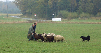 Herding Instinct's Adina testar vallning